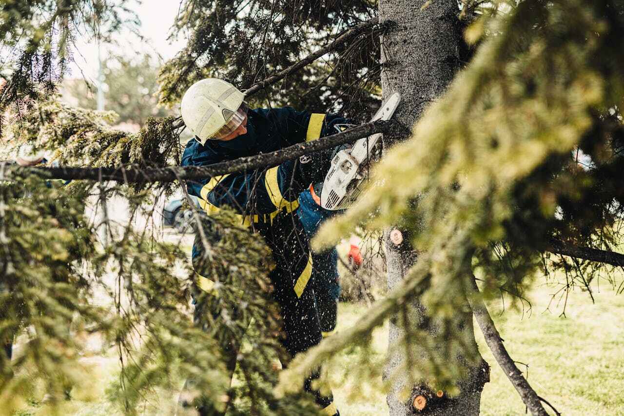 Best Tree Cutting Near Me  in Tavernier, FL